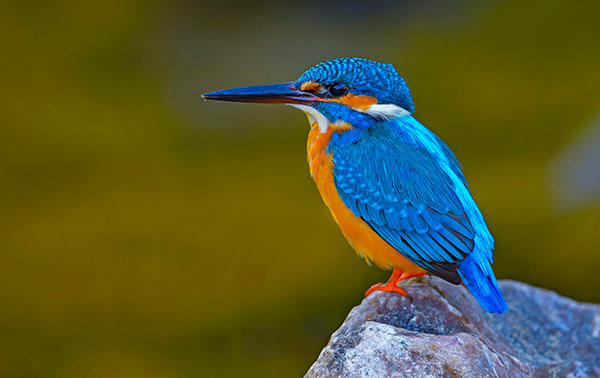 طائر الرفراف Kingfisher